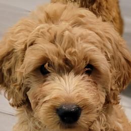 Sugar - Goldendoodle puppy from Adonai's Creation Doodles