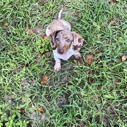 Dachshund Puppies from SR Mini Dachshunds