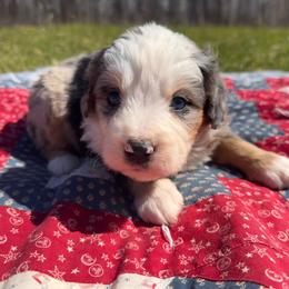 Winston - Blue merle male Bernedoodle puppy in Camden, Michigan from FurEver Friends Finder