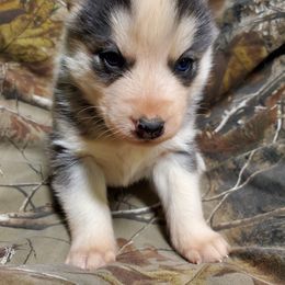 Siberian Husky Puppies from Haskins Huskies