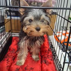 Boy 1 - Black and gold male Yorkshire Terrier puppy in Lutz, Florida from Pam Gatrell's Yorkshire Terriers