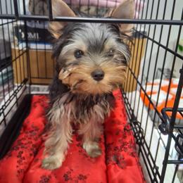 Boy 1 - Black and gold male Yorkshire Terrier puppy in Lutz, Florida from Pam Gatrell's Yorkshire Terriers