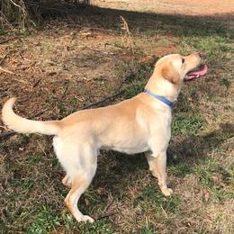 Shine - Labrador Retriever
