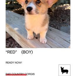 Red - Pembroke Welsh Corgi puppy from D&D Country Corgis
