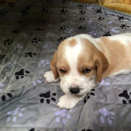 Aqua - Lemon and white male Basset Hound puppy in Valley, Alabama from Beverly's Bassets