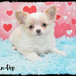 Puddin-Pop - Cream and white male Chihuahua puppy in Demorest, Georgia from Sourpatch Chihuahuas