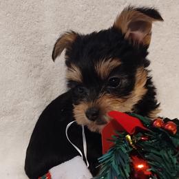 Yorkshire Terriers from Yorkie Ville Kennel