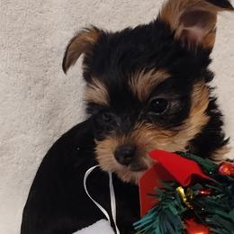 Yorkshire Terriers from Yorkie Ville Kennel