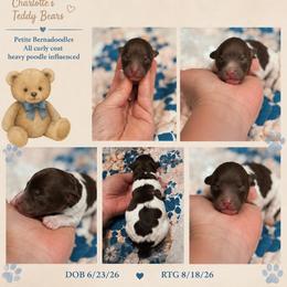 Fozzie - Tri-color male Bernedoodle puppy in Rising Sun, Indiana from Ruby Lane Doodles