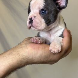 French Bulldog Puppies from For The Love of Frenchies