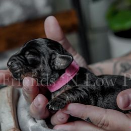 Dachshund Puppies from Friends ‘n Low Places Dachshunds of Texas