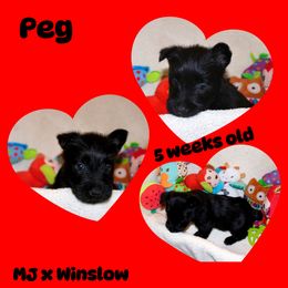 Australian Shepherd, Poodle, and Scottish Terrier Puppies from Not Of This World Aussies, Scottie’s, Poodles, & Doodles