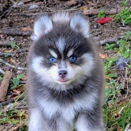 Colby (blue) - 2100 - Blue male Pomsky puppy in Spring Hill, Florida from www.PuppyTimeEmporium.com