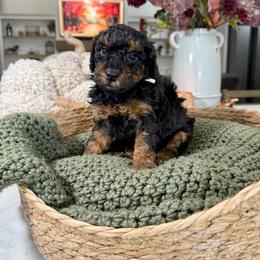 White Collar - Black and tan female Cavapoo puppy in Indiahoma, Oklahoma from Farm Fresh Doodles