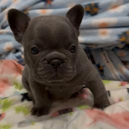 Dillon - Blue Boy (blue brindle) - Blue male French Bulldog puppy in Gulf Breeze, Florida from SW Frenchies