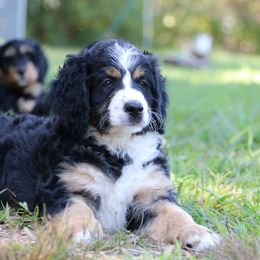 Tinkerbell - Tri-color Bernedoodle puppy in Broadway, North Carolina from Dixie’s Darling Doodles