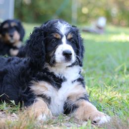 Tinkerbell - Tri-color Bernedoodle puppy in Broadway, North Carolina from Dixie’s Darling Doodles