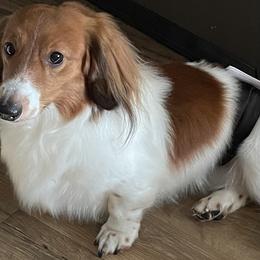 Newton - Piebald male Dachshund puppy in Yelm, Washington from Hughes' Doxies