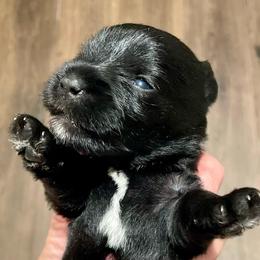 Stormy - Black male Miniature Schnauzer puppy in Interlachen, Florida from Pam's Schnauzers
