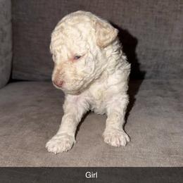 Plum - Cream female Goldendoodle puppy in Richmond, Texas from Harper’s Heartbeats