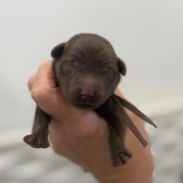 Sam - Brown Collar - Chocolate male Labrador Retriever puppy in Elloree, South Carolina from Moonlight Kennels LLC