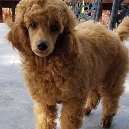 Poodles from Liberty Miniature Poodles