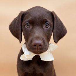 CINNAMON - Chocolate female Labrador Retriever puppy in Chicago, Illinois from Urbane Retrievers