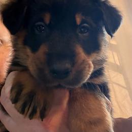Purple Collar - Black and rust female Beauceron puppy in Floyd’s Knobs, Indiana from Birdwing Beaucerons