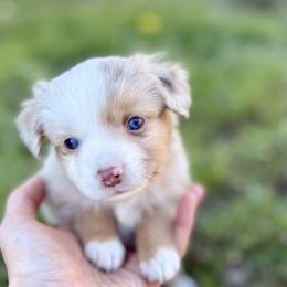 Millie - Red merle female Miniature Australian Shepherd puppy in College Station, Texas from South Paw Toy Aussies