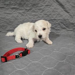 Red - White and apricot male Bichon Frise puppy in Pickens, South Carolina from Beloved Bichon