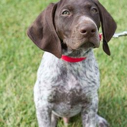 Chesapeake Bay Retriever and German Shorthaired Pointer Puppies from Northern Odyssey Gun Dogs