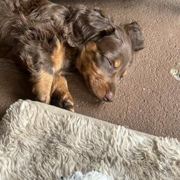 Dachshund Puppies from Dapper Doxies