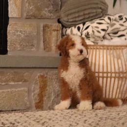 Lexi - Red female Bernedoodle puppy in Narvon, Pennsylvania from Mahlon's Bernedoodles