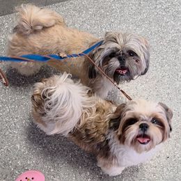 Shih Tzu puppies from Raincross Shih Tzu