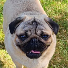 Sasha - Pug