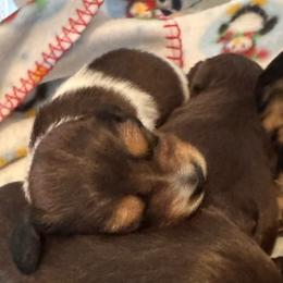 Oliver - Piebald male Dachshund puppy in Summit, South Carolina from Doxies4Paws