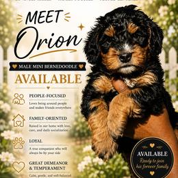 Orion - Tri-color male Bernedoodle puppy in Jacksonville, Florida from Haj Paj Bernedoodles