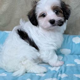 Rolly - Red brindle male Havanese puppy in Wappapello, Missouri from Titanium Havanese LLC