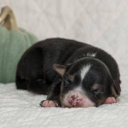 Bob Dylan - Black tri-color male Australian Shepherd puppy in Bristol, New Hampshire from NewFound Lake Aussies