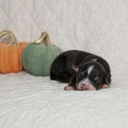 Bob Dylan - Black tri-color male Australian Shepherd puppy in Bristol, New Hampshire from NewFound Lake Aussies