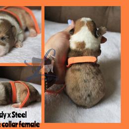 Orange collar - White and red female Pembroke Welsh Corgi puppy in Wayne City, Illinois from Lash Livestock & Corgis