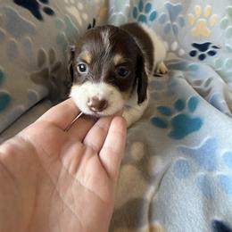 Girl 1 - Piebald female Dachshund puppy in Paoli, Oklahoma from Dobbins Dachshunds
