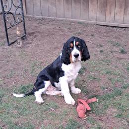Kingsley - Black white and tan male English Springer Spaniel puppy in Blaine, Washington from Goldenbrook Springers