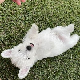West Highland White Terriers from SoundHaven Westies