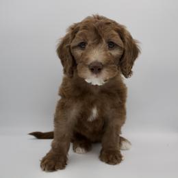 White - Chocolate female Goldendoodle puppy in Medina, Ohio from Farmer Doodles