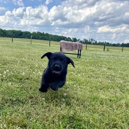Labrador Retriever Puppies from Sleepy Hound Farm