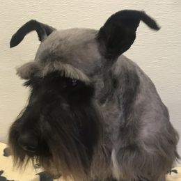Angus - Miniature Schnauzer