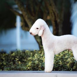 Bedlington Terrier All Grown Up from LAMZ Bedlington Terriers