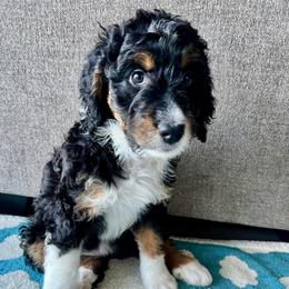 Cosmo - Tri-color female Bernedoodle puppy in Nampa, Idaho from Ember Skies Doodles
