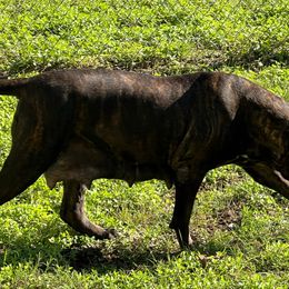 Joy - Cane Corso